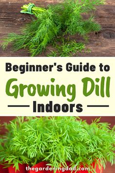 the beginner's guide to growing dill indoors is easy and fun for kids