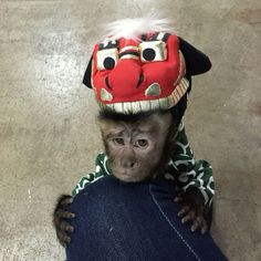 a monkey with a hat on it's head sitting on someones leg and looking at the camera