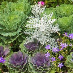 purple flowers and green leaves are in the ground next to some plants with white stems