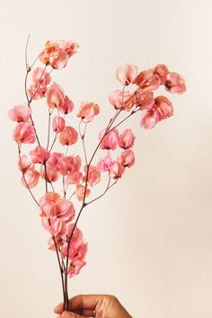 a hand is holding a branch with pink flowers on it, against a white background