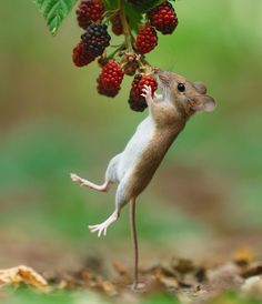 a small mouse standing on its hind legs and reaching up to grab berries from a tree