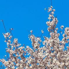 a tree with white flowers in front of a blue sky