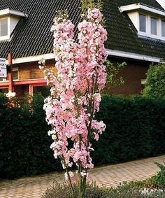 a tall pink flower in front of a house