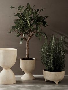 three potted plants are sitting next to each other on the floor in front of a wall