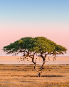 a lone tree stands in the middle of an open field at sunset, with no one around it