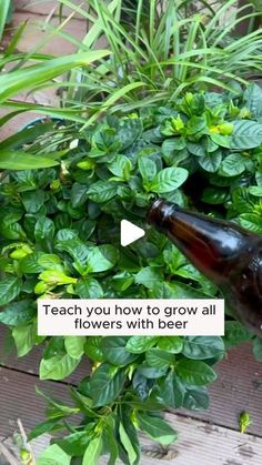 a beer bottle sitting on top of a wooden table next to green plants and flowers