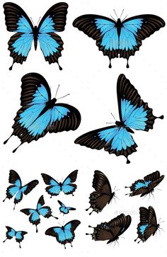 four blue butterflies with black and brown wings