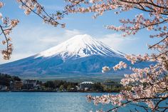 the snow covered mountain is in the distance behind some trees with pink blossoms on it