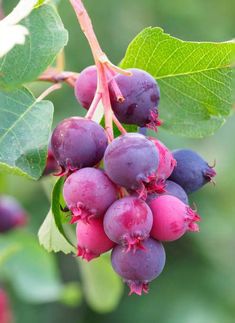 the berries are ripe and ready to be picked