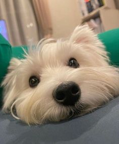 a small white dog laying on top of a blue bed next to a green pillow