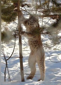 a cat standing on its hind legs up against a tree in the snow with it's front paws out