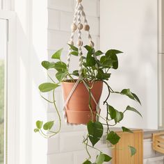 a potted plant hanging from the side of a window