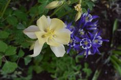 two yellow and blue flowers are in the foreground, with green leaves behind them