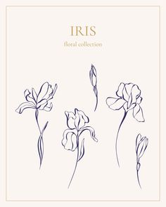 the iris floral collection is shown in blue ink