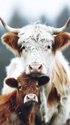 two brown and white cows standing next to each other