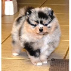 a small dog standing on top of a wooden floor