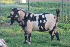 an animal with spots is standing in the grass