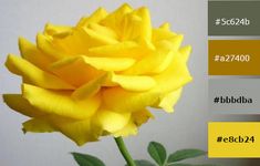 a yellow rose with green leaves in front of a white wall and color swatches