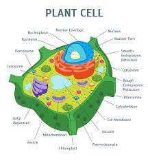 the structure of a plant cell with all its parts labeled on white background stock illustratie