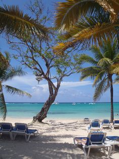 lounge chairs and palm trees on the beach