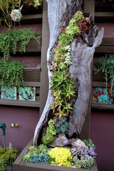 a tree trunk with plants growing out of it