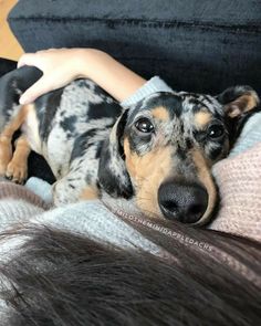 a small dog laying on top of a woman's lap next to her head