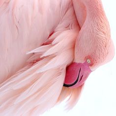 a pink flamingo standing on its hind legs