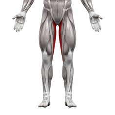 the muscles are highlighted in this image with red dots on their butts and back