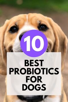 Top 10 Dog Probiotics for Optimal Health | Pet Care & Nutrition Essentials Dog Upset Stomach, Dog Probiotics, Supplements For Dogs, Probiotics For Dogs, Dog Vitamins, Best Probiotics, Pet Nutrition, Healthy Microbiome, Best Probiotic