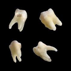 four pieces of tooth that have been cut in half