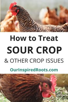 how to treat sour crop and other crop issues in your chicken's coops