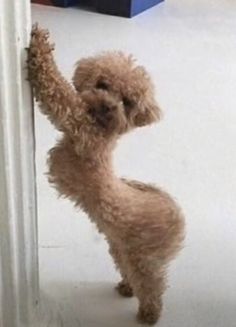 a small brown dog standing on its hind legs in front of a white wall and looking up