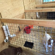 two goats in their pen at the petting zoo