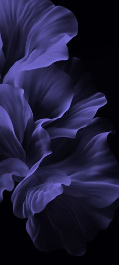 two large purple flowers on a black background