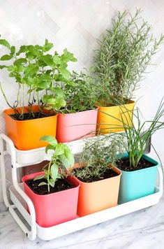 several different colored pots with plants in them