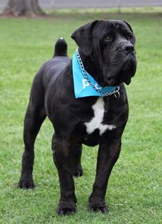 a large black dog standing on top of a lush green field