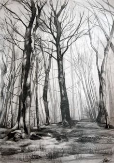 a pencil drawing of trees in the woods