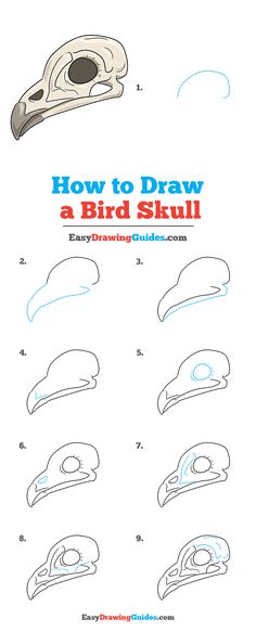 how to draw a bird skull step by step drawing instructions for kids and beginners