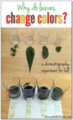 four glasses filled with different colored dyes on top of a wooden table next to each other