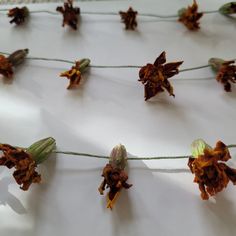 dried flowers are laid out on a white tablecloth with twine and string attached to them