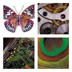 four different images of colorful butterflies and mechanical parts, each with a butterfly on it's wing