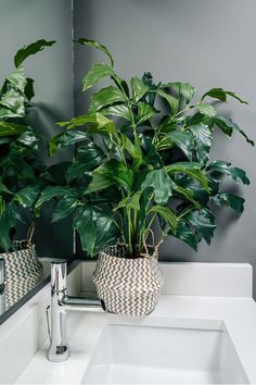 two potted plants sitting on top of a bathroom sink next to a white counter