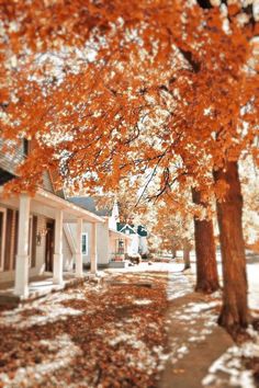 an orange tree in front of a white house with red leaves on the ground next to it