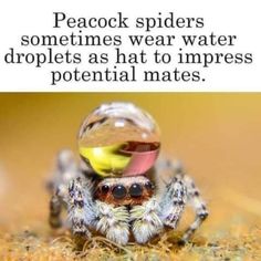 a spider with a bowl on its head and caption that reads, peacock spiders sometimes wear water droplets as hat to imppress potential mates