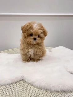 a small brown dog sitting on top of a fluffy white rug and looking at the camera