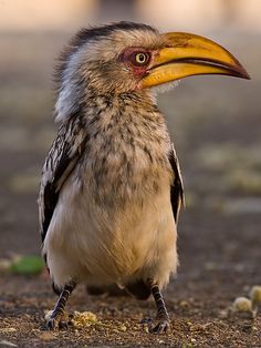 a bird standing on top of a dirt field