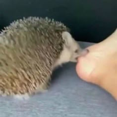 a small hedgehog is being kissed by someone's foot