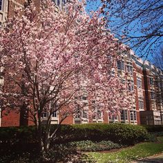 a tree with pink flowers in front of a building