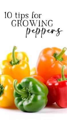 colorful peppers with the words 10 tips for growing peppers on top of them in black and white