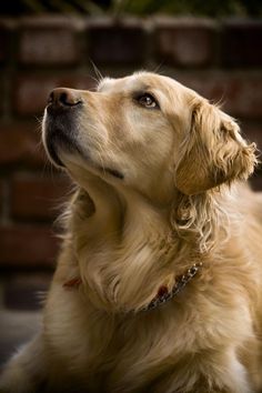 a golden retriever is looking up at the sky with his head tilted to the side